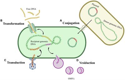 Current examining methods and mathematical models of horizontal transfer of antibiotic resistance genes in the environment